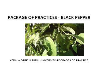 black pepper