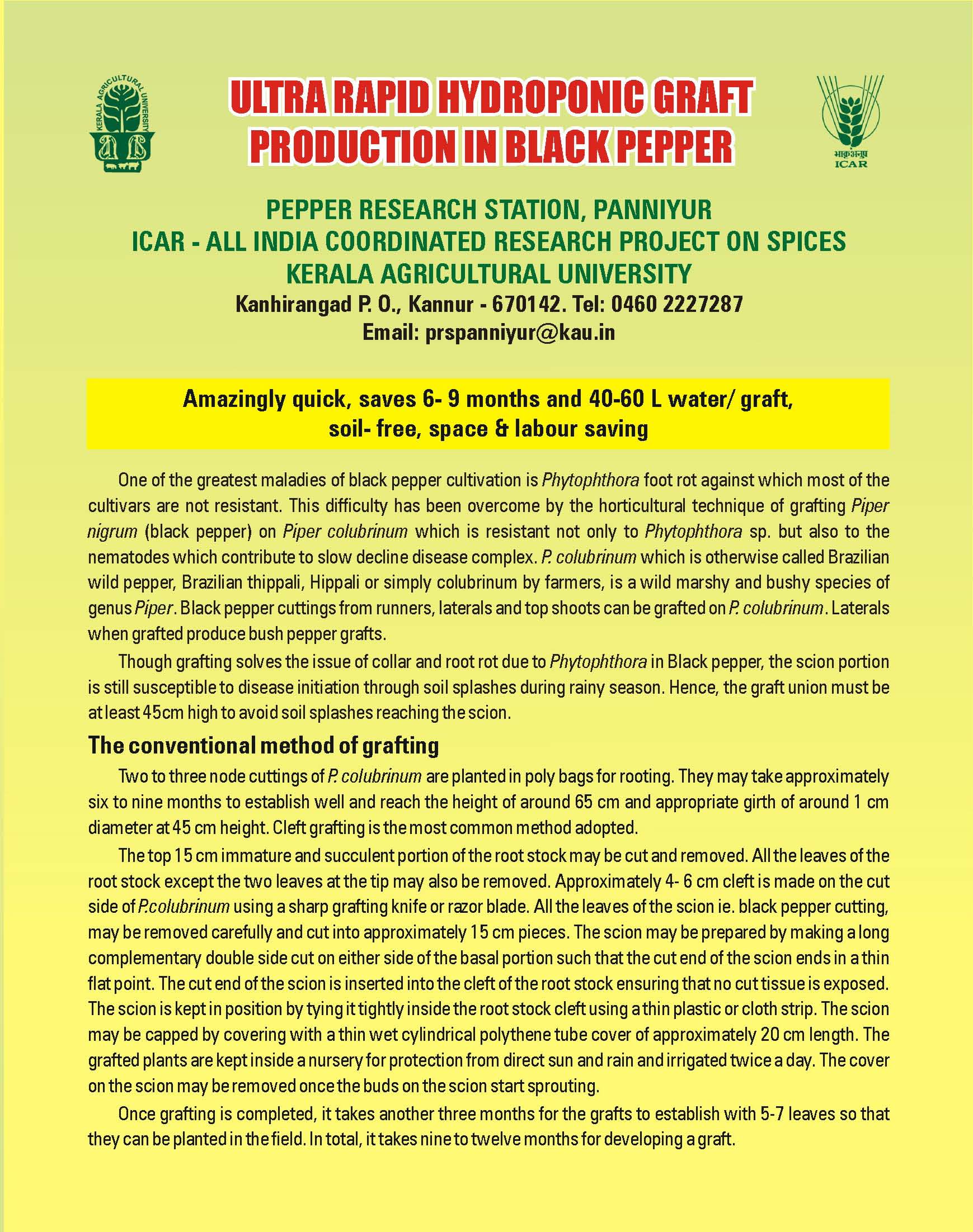 black pepper